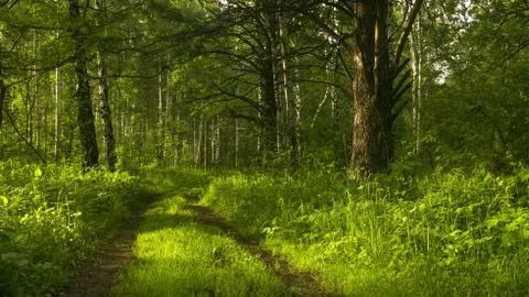 The road in the forest Stock Photos
