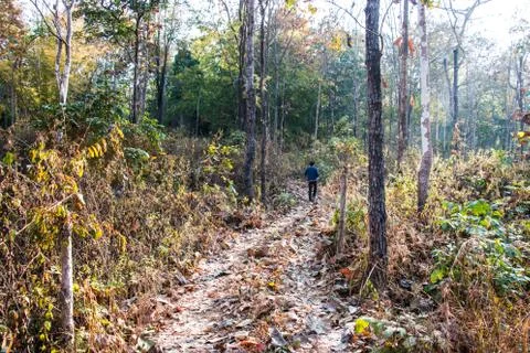 Road to forest Stock Photos