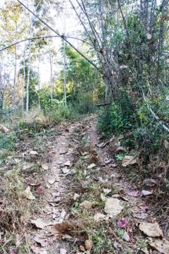 Road to forest Stock-Fotos