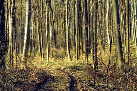 The road into the forest Stock Photos