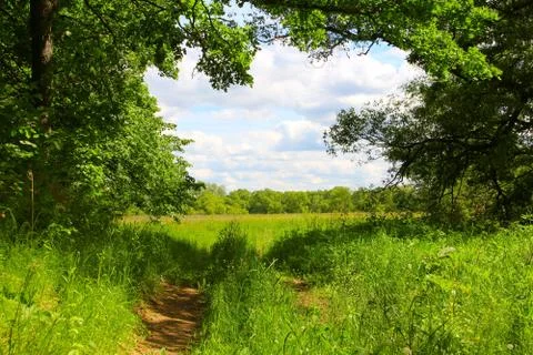 Road on forest Foto stock