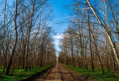 Road in the forest Stock Photos