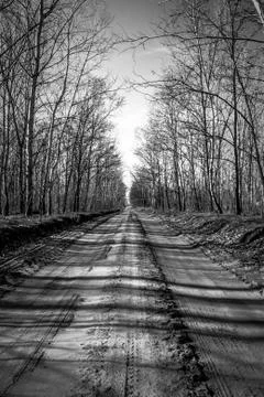 Road in the forest Stock Photos