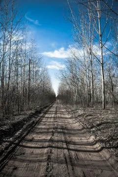 Road in the forest Foto stock