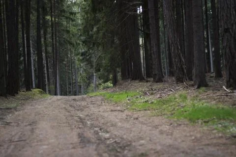 Road in the forest Stock Photos