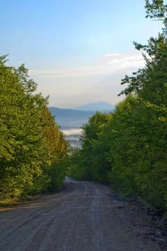 Road in the forest Stock Photos