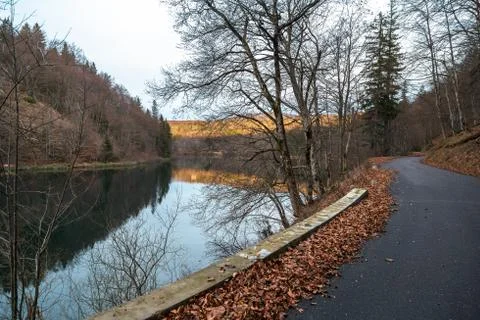 Road in the forest Foto stock
