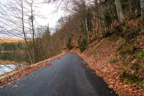 Road in the forest Foto stock