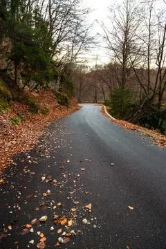 Road in the forest Stock Photos