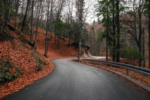 Road in the forest Stock Photos