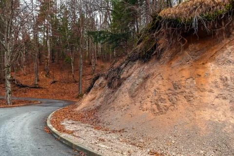 Road in the forest Foto stock