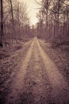 Road in a forest Stock Photos