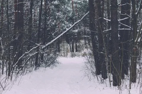 Road In Forest Stock Photos