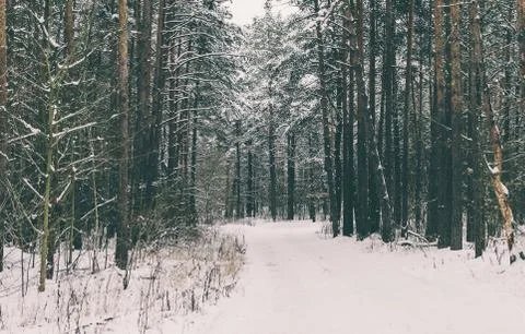 Road In Forest Stock Photos