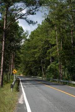 The road in the forest Stock Photos
