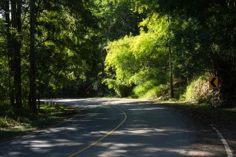 The road in the forest Stock Photos