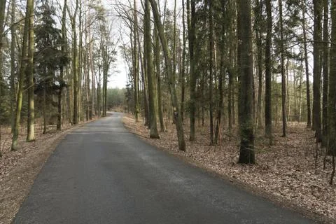 Road in forest Stock Photos