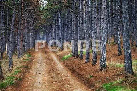 The road in the forest Stock Photos