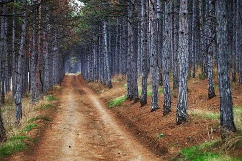 The road  in the forest Stock Photos