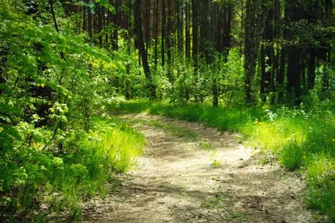 Road in the forest Stock Photos