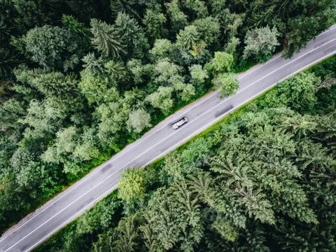 Road in the forest Stock Photos
