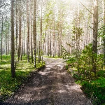 Road in forest Stock Photos