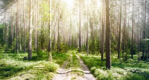 Road in forest Stock Photos