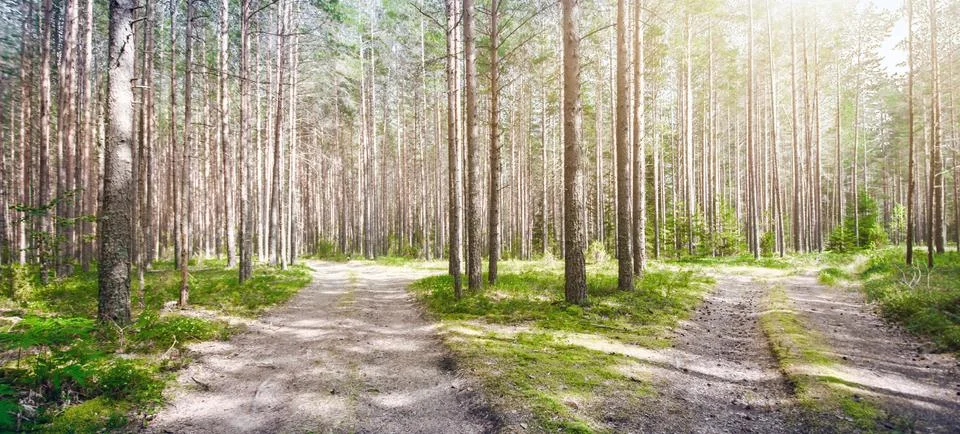Road in forest Stock Photos