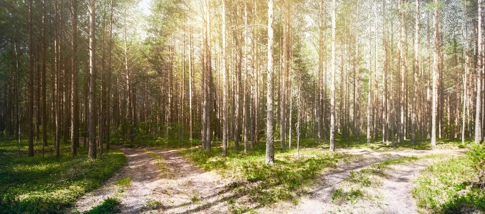 Road in forest Stock-Fotos
