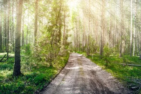 Road in forest Photos
