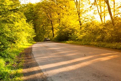 Road in the forest Foto stock