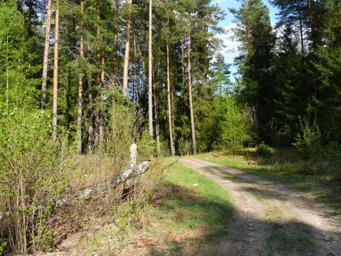 Road in forest Stock Photos