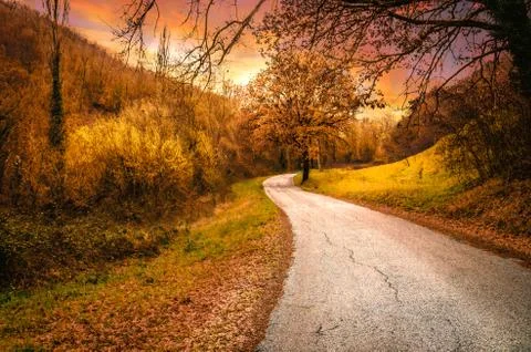 The road in the forest Stock Photos