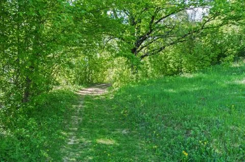 Road in forest Stock Photos