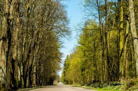 Road forest Stock Photos