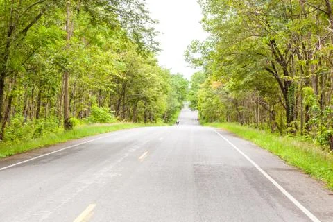 Road in the forest Stock Photos