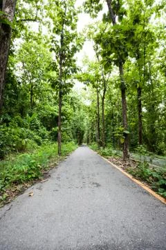 Road in the forest Stock Photos