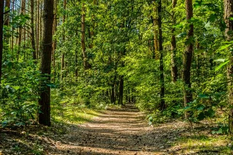 Road in forest Stock Photos