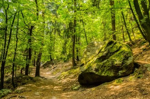  Road in the forest Foto stock