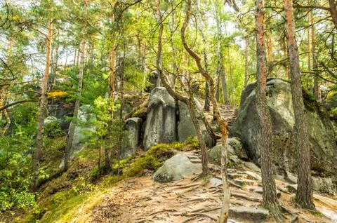  Road in the forest Stock Photos