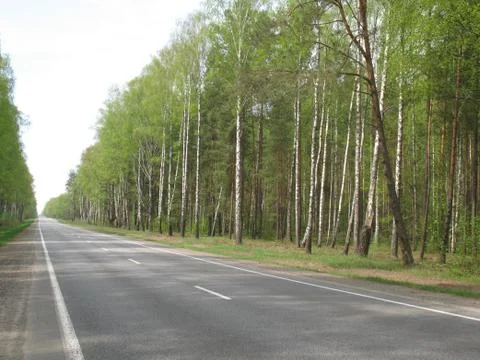 Road in the forest Stock Photos