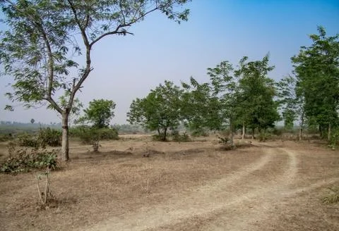 Road of forest Stock Photos