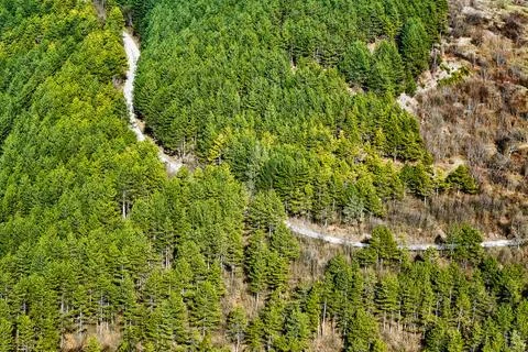 Road in the Forest Stock Photos