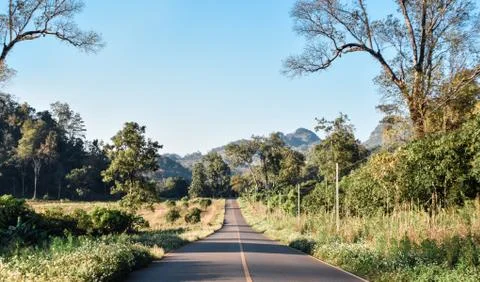 Road in forest Stock Photos