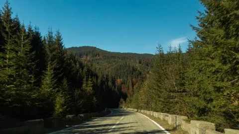A road in the forest 写真素材