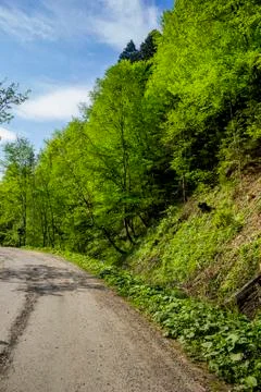 Road in forest Stock Photos