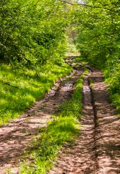Road in forest Stock Photos
