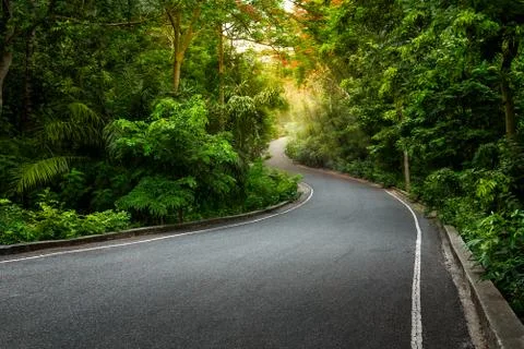 Road in forest Stock Photos