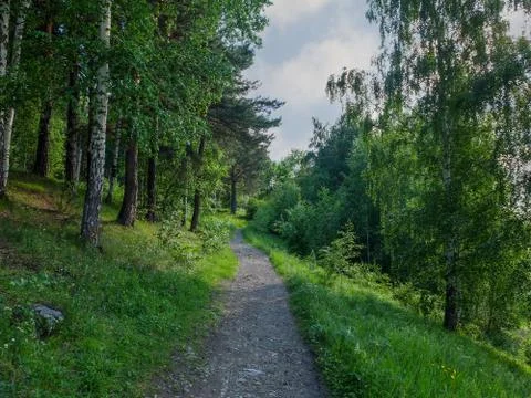 Road in forest 库存照片
