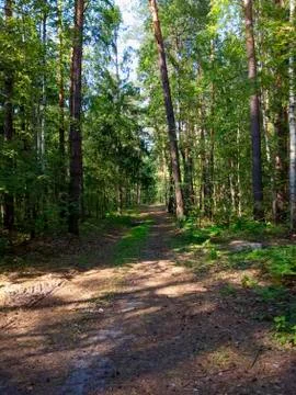 Road in the forest Stock Photos